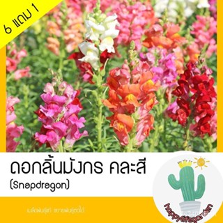 ผลิตภัณฑ์ใหม่ เมล็ดพันธุ์ เมล็ดพันธุ์ ดอกลิ้นมังกร คละสี (Snapdragon) sip5/ผักสลัด็ดด/สวนครัว MCCM