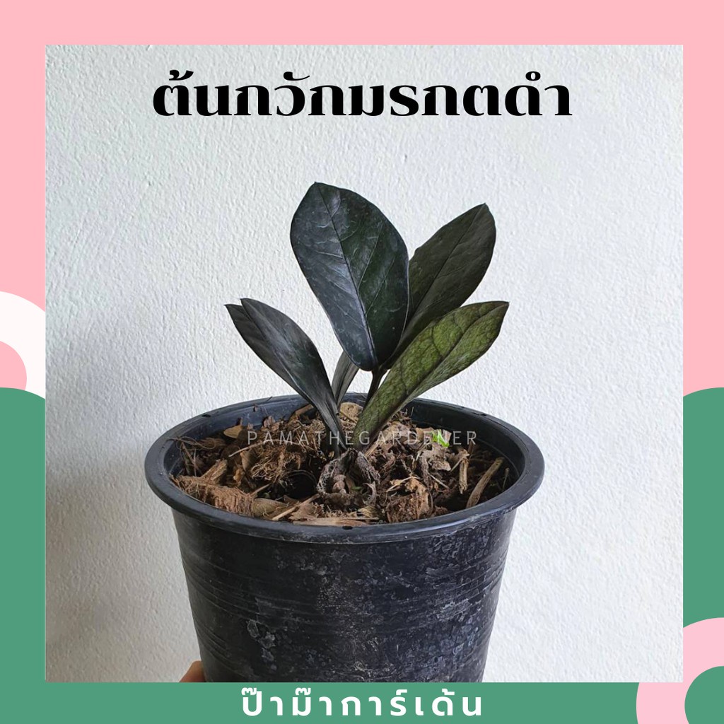 มุมมอง 2