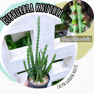 🍃ไม้ฟอร์มกอ เลื้อย  Euphorbia knuthii 💚 สีดอกสีเขียวมินิ น่ารักมากๆค่ะ 💚