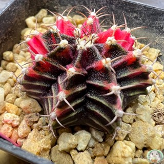 (P44) ต้นยิมโนด่าง คัดพิเศษ ไม้เมล็ด - (gymnocalycium) - แคคตัส/ผักสลัด EEIE