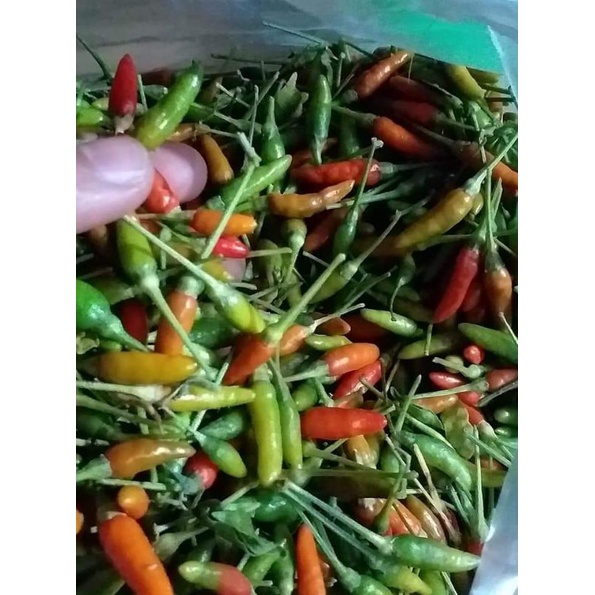 🌶️พริกขี้หนูสวนเม็ดเล็กสวยใหม่ทุกวัน500กรัม