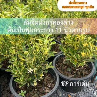 ส้มจี๊ดมังกรทองด่าง ต้นเป็นพุ่มกระถาง 11 นิ้วตามรูป
