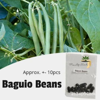 ผลิตภัณฑ์ใหม่ เมล็ดพันธุ์ จุดประเทศไทย ❤[Plantfilled] Baguio Beans Seeds | Vegetables - 10 seedsเมล็ดอวบอ้วน 100/ขายด VJ