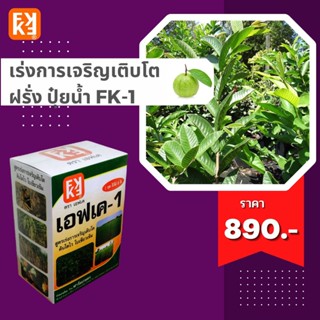 ปุ๋ยน้ำ เร่งการเจริญเติบโต เพิ่มผลผลิต ฝรั่ง ประสิทธิภาพสูง FK-1 เร่งโต FK-3 ขยายขนาดผล สำหรับพืชออกผลทุกชนิด โดย FK