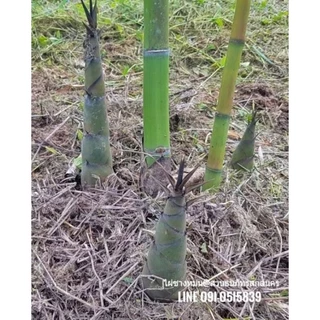 🌿ไผ่ซางหม่น แท้💯​ (ขั้นต่ำ2ต้น)กิ่งตอน 1เมตร ปลูกได้ในทุกสภาพดิน พื้นทีแห้งแร้ง ดินลูกรัง ดินปนหิน ได้หใด