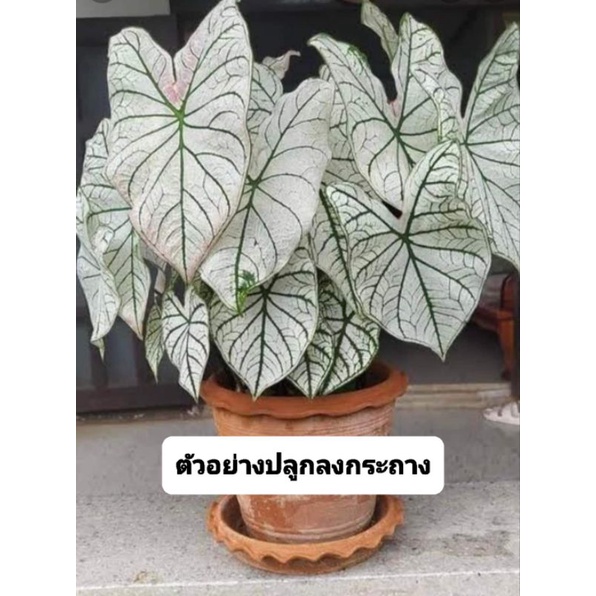 ราคาพิเศษสุด   🔥🔥🔥หัวบอนสี อิเหนา บอนสีขาว บอนสีราชินีใบไม้