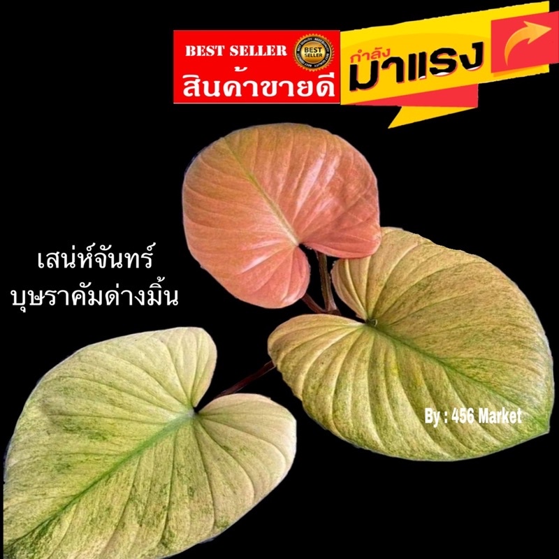 ใหม่‼️ เสน่ห์จันทร์บุษราคัม (ด่างมิ้น) คัดด่าง (Homalomena 'sp Mint)