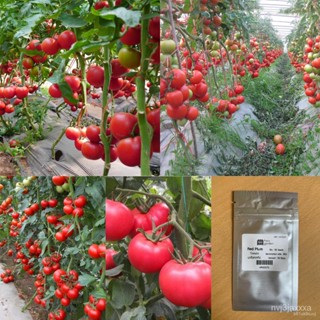 ผลิตภัณฑ์ใหม่ เมล็ดพันธุ์ 2022เมล็ด : เมล็ดมะเขือเทศท้อแดง Red Plum Tomato Seed มะเขือเทศ มะเขอเทศท้อ  เมล็ดผัก /ดอก XFT