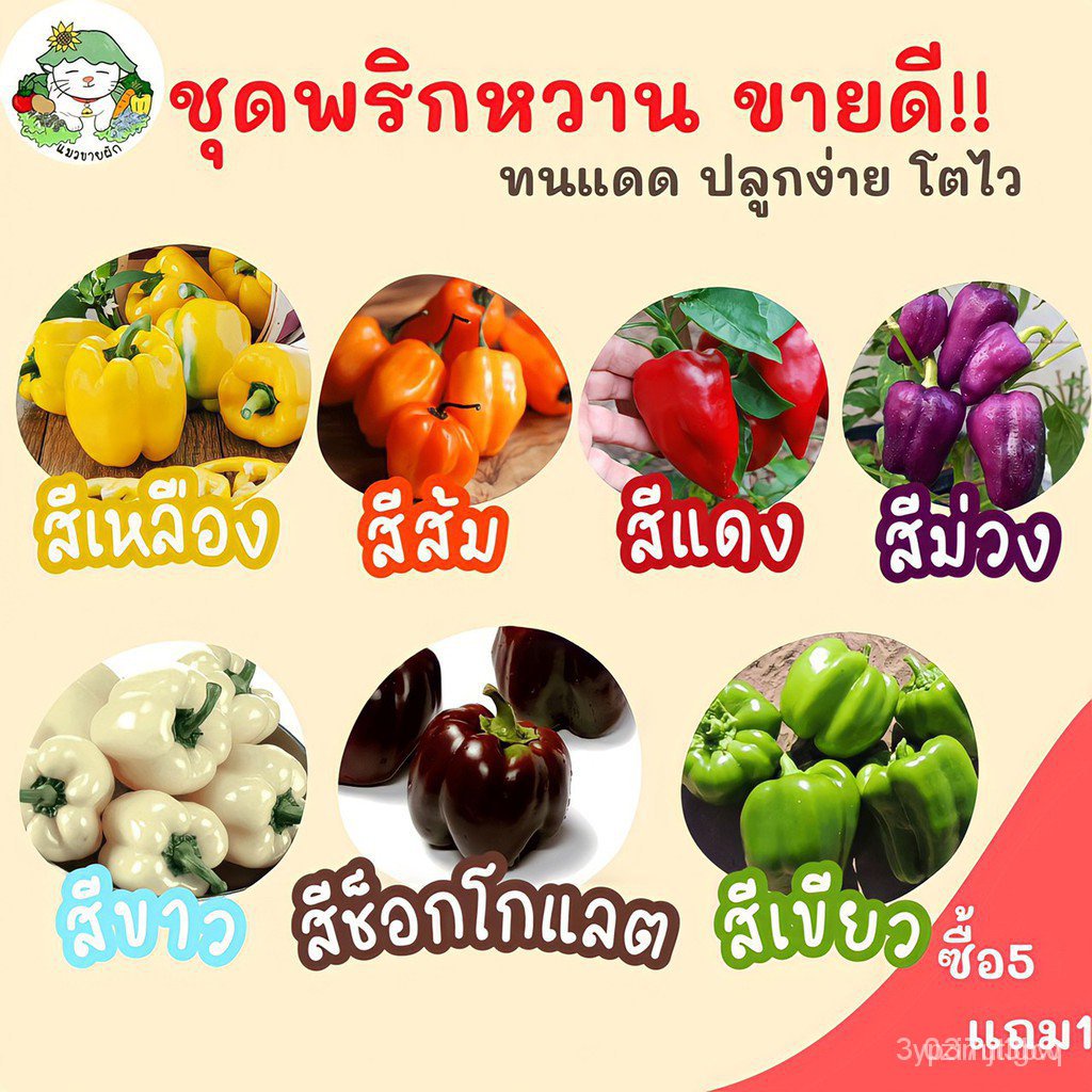 ผลิตภัณฑ์ใหม่ เมล็ดพันธุ์ จุดประเทศไทย ❤เมล็ดอวบอ้วน รวม ชุด พริกหวาน ขายดีที่สุด ปลูกง่าย /พริกหวานสีเหลือง/สี /ดอก IYR