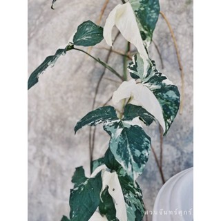 เงินไหลมาด่างขาว ( Syngonium )ไม้มงคลกระถาง 4 นิ้ว