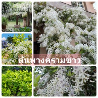 💢💮ต้นพวงครามออสเตรเลียขาว ต้นสวยพร้อมส่ง