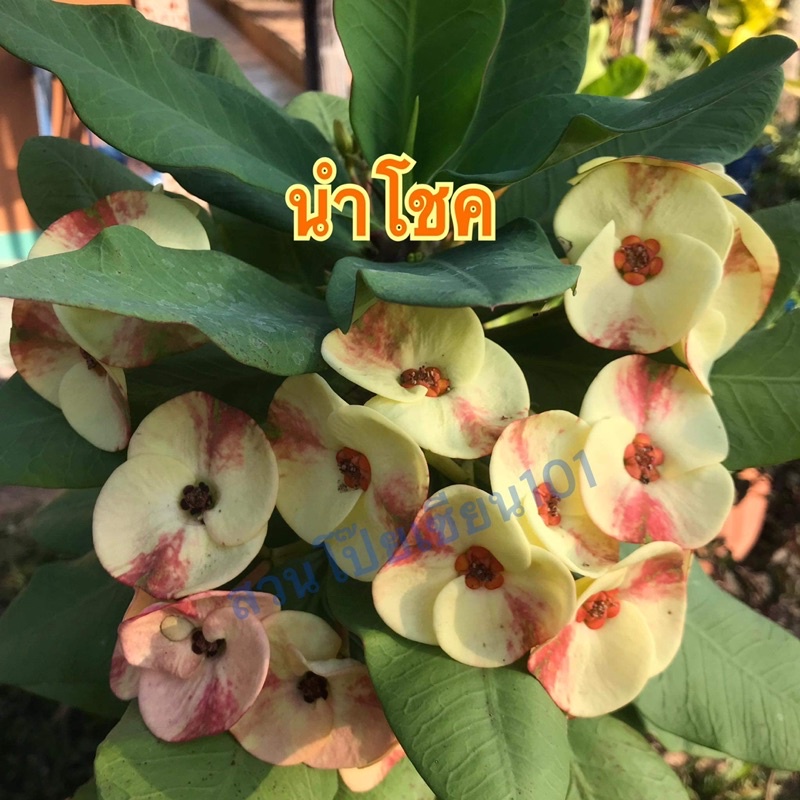 ต้นโป๊ยเซียน สายพันธุ์ “นำโชค”(ไม้เก่าหายากดอกเหลืองแฟนซี) กิ่งชำไม่ติดดอก ในกระถาง2นิ้ว