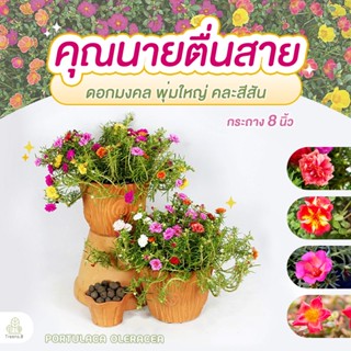 Treeno.9 T187 รวม คุณนายตื่นสาย มี 4 แบบ / กระถางแขวน 8 นิ้ว สูง 20-30 cm. (Portulaca Oleracea) ไม้ประดับทนแดด ดอกไม้กินได้ ไม้มงคล (ต้นไม้)