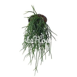 ริปซาลิสไข่มุก กระถางแขวน 4 นิ้ว/Mistletoe Cactus hanging pots 4”