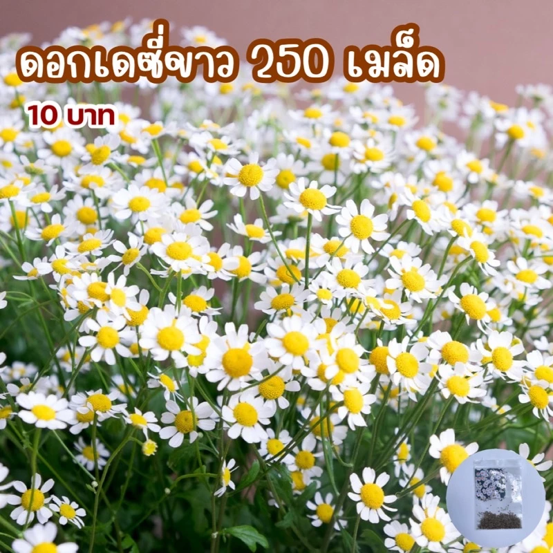 เมล็ดดอกเดซี่ขาว บรรจุ 250 เมล็ด