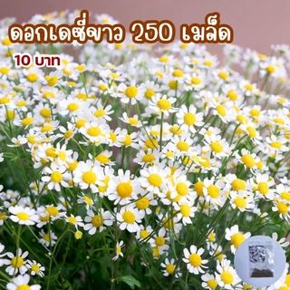 เมล็ดดอกเดซี่ขาว บรรจุ 250 เมล็ด