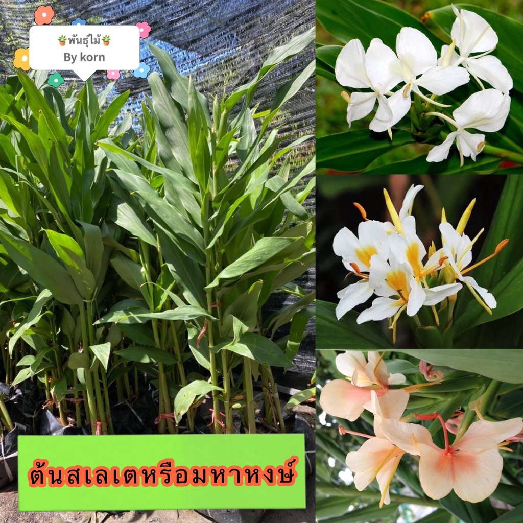ต้นสเลเตหรือมหาหงส์1ชุดมี2-5ต้นส่งเป็นต้นสีขาวสีส้มสีเหลืองสีขาวใส้เหลืองพร้อมส่งสำคัญกรุณาสั่งซื้อในเวลา12:00น.-00:00น.