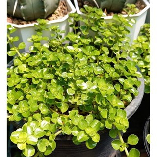 ไพเรีย Pilea depressa or Miniature Peperomia 