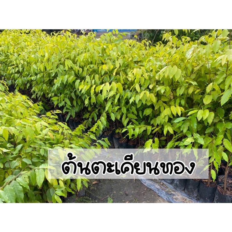 ต้นตะเคียนทอง ไม้ยืนต้น สูง70-80ซม.