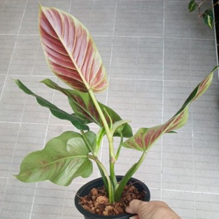 ต้นฟิโลหลังแดง## Philodendron​ subhastatum