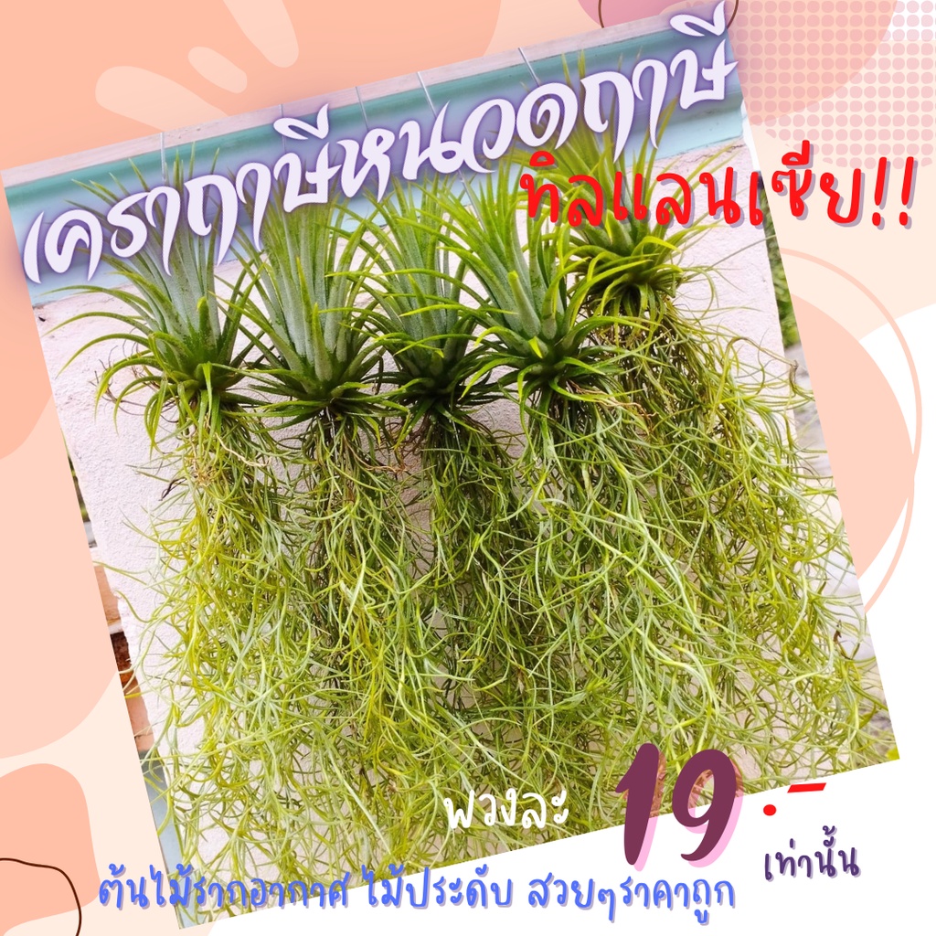 เคราฤาษี ทิลแลนเซียแดง พร้อมออกดอก สวยๆ ไม้ประดับ ตกแต่งบ้าน ที่ทำงาน เพิ่มบรรยากาศสดชื่น