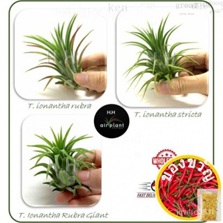 พืชน้ำ tillandsia ionantha rubra/ionantha rubra GIANT/stricta airplant stings/อึกทึก IQF5