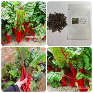 （โรงงานขายส่ง）สวิสชาร์ดสีแดง Red Ruby Swiss Chard/ง่าย ปลูก สวนครัว เมล็ด/ขายดี I9I9