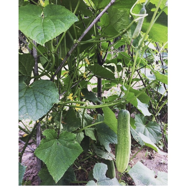 เมล็ดแตงร้าน 20 เมล็ด - รูปที่ 2