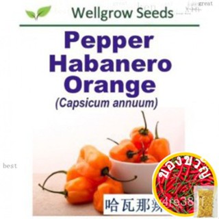 WHT-Pepper Habanero ORANGE (20ดอก) กุหลาบ/กางเกง/ดอกไม้/ลด/หูกันหนาว/แอปเปิ้ล/แอปเปิ้ล/เซล็ตต์/ฮัน/tongsu/sugg/ 2DUX