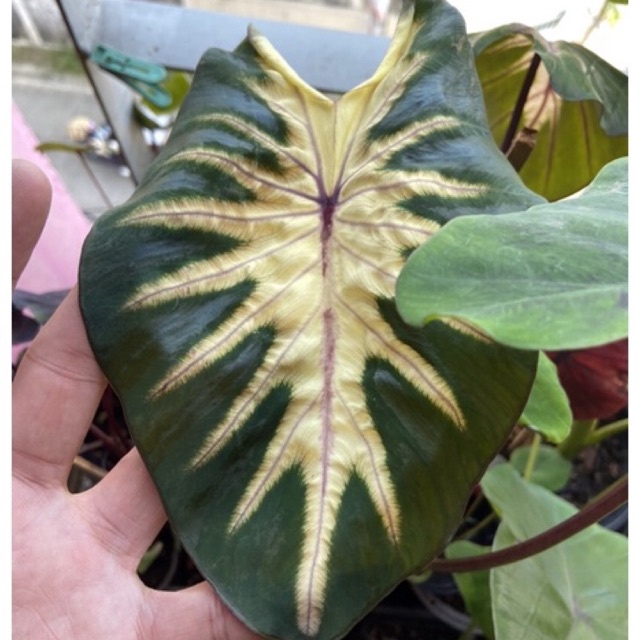 Colocasia Waikiki’ Hybrid โคโลคาเซีย ไวท์กีกิ ไฮบริด
