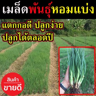 เมล็ดพันธุ์หอมแบ่ง ขนาด 600 เมล็ด ปลูกง่าย โเมล็ดพันธ์ดีพันธุ์หอมแบ่งพร้อมปลูก ต้นใหญ่ ใบหนา ปลูกง่าย โตไว