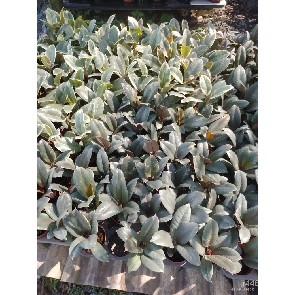 ผลิตภัณฑ์ใหม่ เมล็ดพันธุ์ 2022ต้นยางอินเดียแคระพร้อมกระถาง4"เมล็ดอวบอ้วน 100% รอคอยที่จะให้ความสนใจข