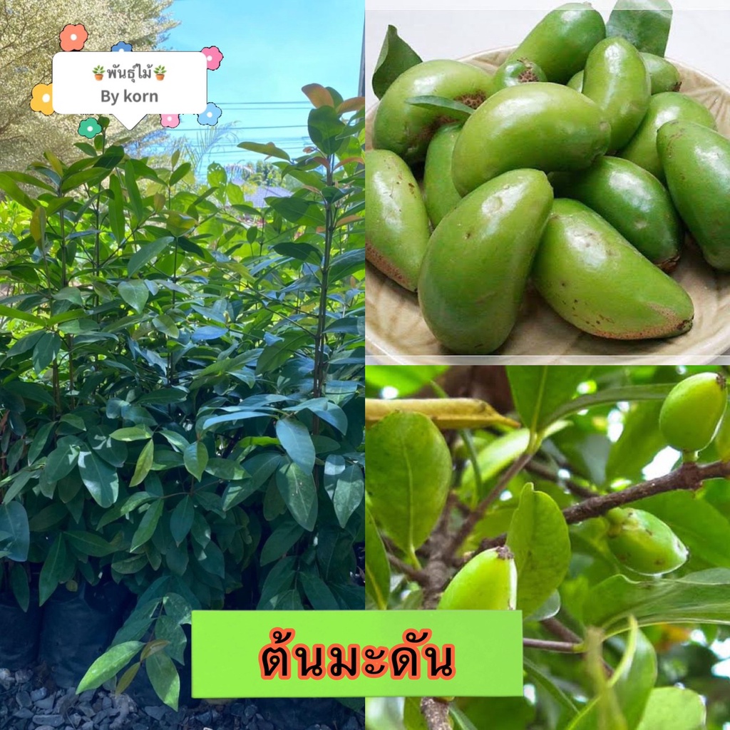 ต้นมะดันเปี้ยวพันธุ์ลูกใหญ่ แบบทาบกิ่งติดผลเร็ว มะดันเขียวมรกต พร้อมส่ง พร้อมส่ง สำคัญกรุณาสั่งซื้อในเวลา12:00น.-00:00น.
