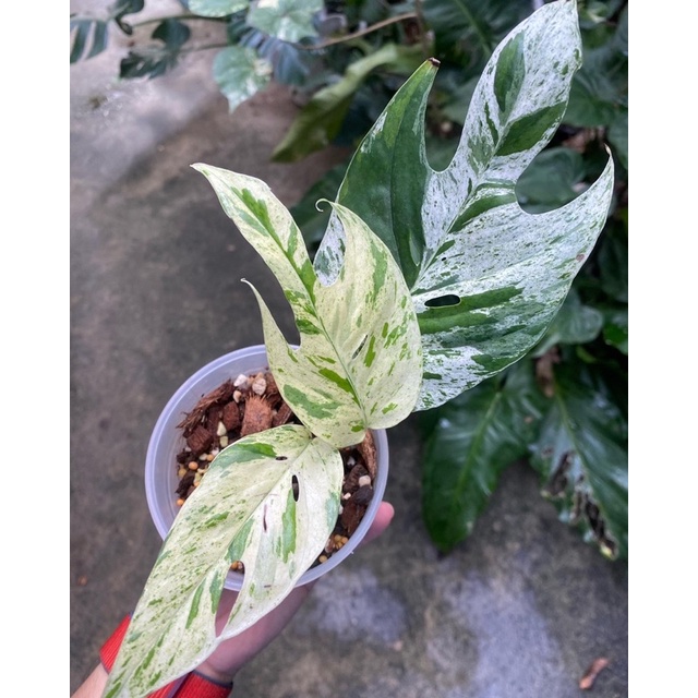 อิพิมาเบิ้ล(Epipremnum Mable)