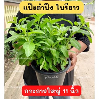 แปะตำปึง แป๊ะตำปึง กระถางใหญ่ ใบรียาว  ใบเยอะ สมุนไพรจักรนารายณ์