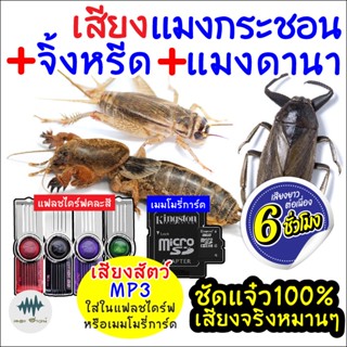 (MP3เสียงต่อสัตว์) เสียงแมงกระชอน+จิ้งหรีด+แมงดานา[6ชั่วโมง] ใส่แฟลชไดร์ฟ/เมม เก็บเงินปลายทาง เสียงดี ชัด100% ไม่มีโฆษณา