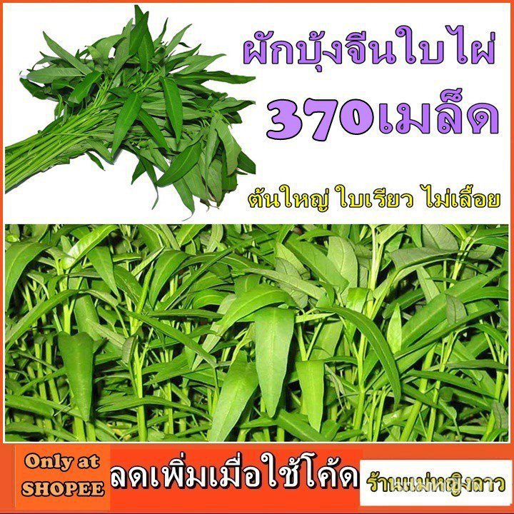 ผลิตภัณฑ์ใหม่ เมล็ดพันธุ์ เมล็ดพันธุ์คุณภาพสูงในสต็อกในประเทศไทย พร้อมส่ง ะให้ความสนใจของคุณผักบุ้งจีน ใบไผ่ 37 /สวนครัว