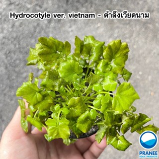 Hydrocotyle ver. vietnam - ตำลึงเวียดนาม พร้อม​ปลูก ต้นไม้น้ำ ต้นไม้น้ำตกแต่งตู้ปลา **กรุณาอ่านรายละเอียดก่อนสั่งซื้อ**