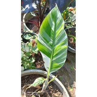 กล้วยฟลอริด้าด่าง(Musa Frorida Variegated)