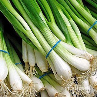 ผลิตภัณฑ์ใหม่ เมล็ดพันธุ์ จุดประเทศไทย ❤Spring Onion Seeds / Scallion / Bunching Onion (830 seeds) Dahong Sibuy /ขายด CV