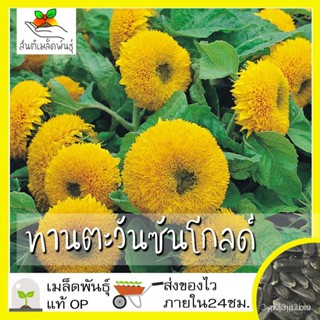 ผลิตภัณฑ์ใหม่ เมล็ดพันธุ์ เมล็ดพันธุ์ ทานตะวัน ซันโกลด์ 35 เมล็ด Sungold Sunflower Seed เมล็ดพันธุ์แท้100% นำเข /ขายดี L