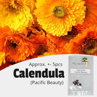 [Plantfilled] Calendula Pacific Beauty MIX สวนดอกไม้เมล็ด | BBQX