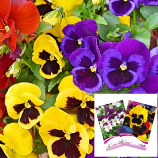 （คุณภาพสูง เมล็ด）เมล็ดดอกแพนซี่/ไวโอล่า/ดอกหน้าแมว 50 เมล็ด Pansy(Viola) เมล็ดนำเข้า/ง่าย ปลูก สวนครัว เมล็ด/ขายดี RFY3