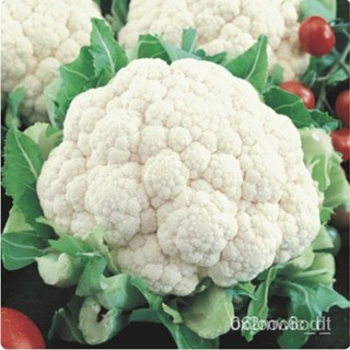 ผลิตภัณฑ์ใหม่ เมล็ดพันธุ์ 2022เมล็ดอวบอ้วน กะหล่ำดอก สโนว์บอล (Snowball Self Blanching Cauliflower Seed) บรจจุ  /ดอก HXO