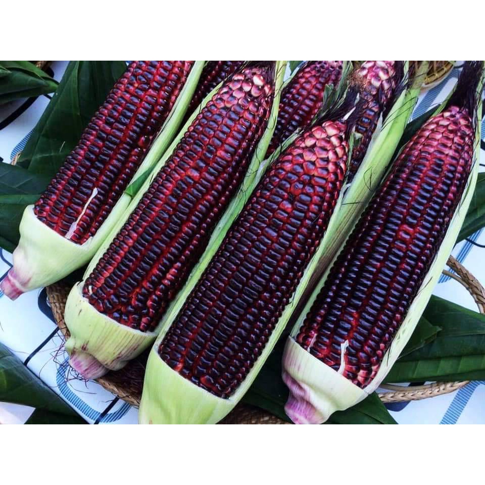 เมล็ดข้าวโพดข้าวเหนียวสีม่วง 50 เมล็ด