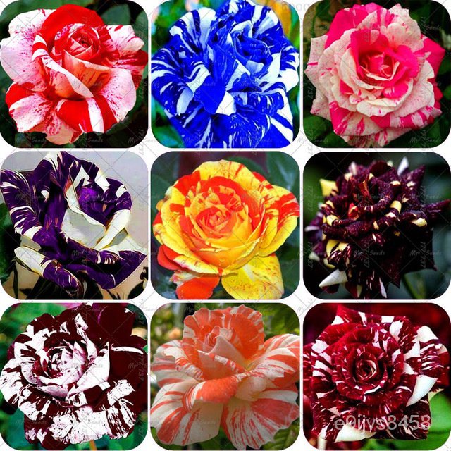 Rose Stripe Seeds Tiger Rose Seeds/สวน/เสื้อ/กางเกง/ เซล็ตต์/ไม้จันทน์ สวน/seeds/มะเขือเทศ/ทานตะวัน/
