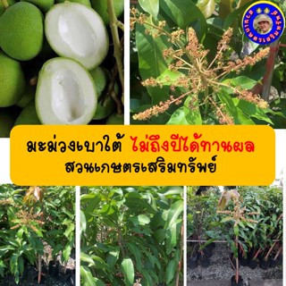 มะม่วงเบาใต้ ไม้ทาบกิ่ง ไม่ถึงปีได้ทานผล สวนเกษตรเสริมทรัพย์
