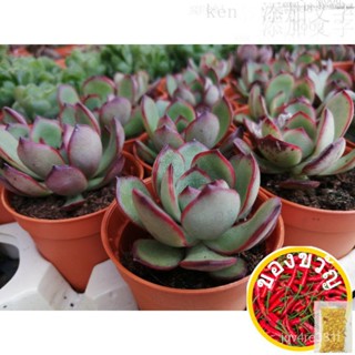 [มาใหม่. Readystock] buy10free1 MINI dollsucculents succulents succulents WBLI