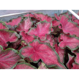 บอนสี (Caladium) 🌿 ท้าวพันตา 🌿 ส่งทั้งกระถางค่ะ 🪴