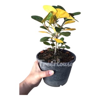 สาริกาลิ้นทอง กระถาง 6 นิ้ว (Ficus deltoidea)